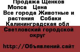 Продажа Щенков Мопса › Цена ­ 18 000 - Все города Животные и растения » Собаки   . Калининградская обл.,Светловский городской округ 